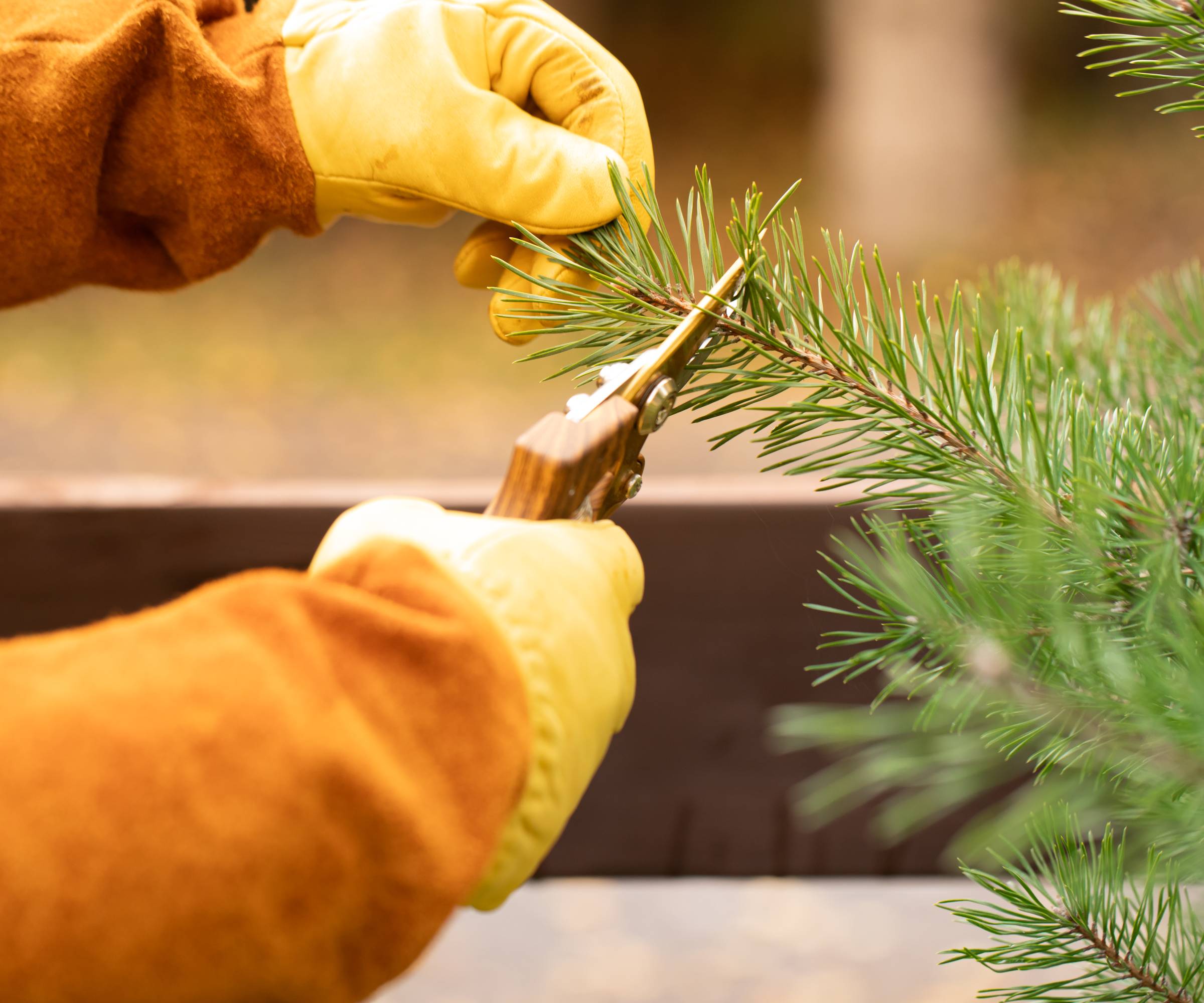 Gloved hands pruning a pine tree
