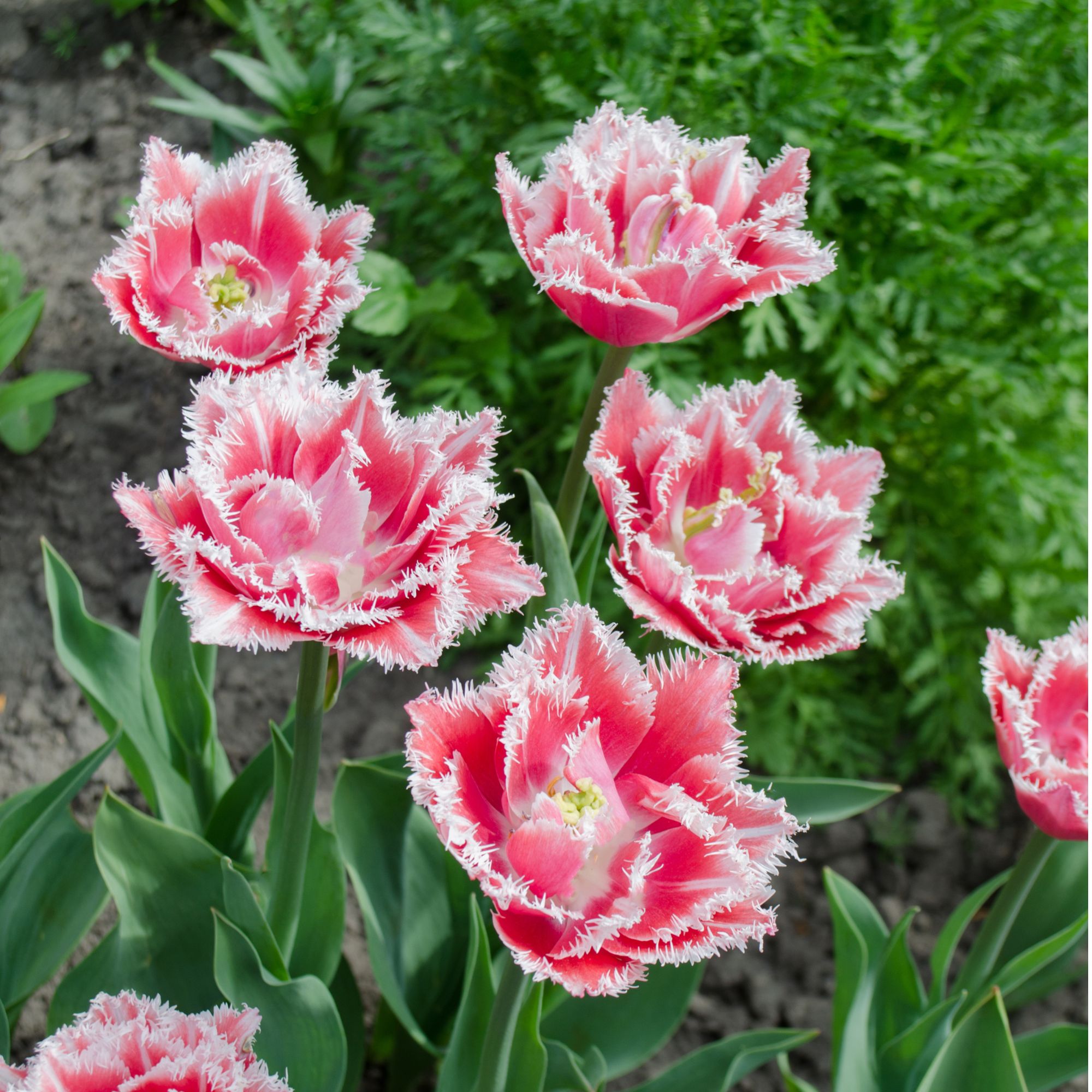 Tulip &#039;Queensland&#039; flowers