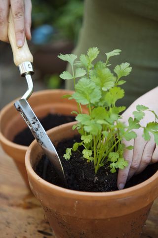 how to grow cilantro: opt for Coriandrum sativum varieties