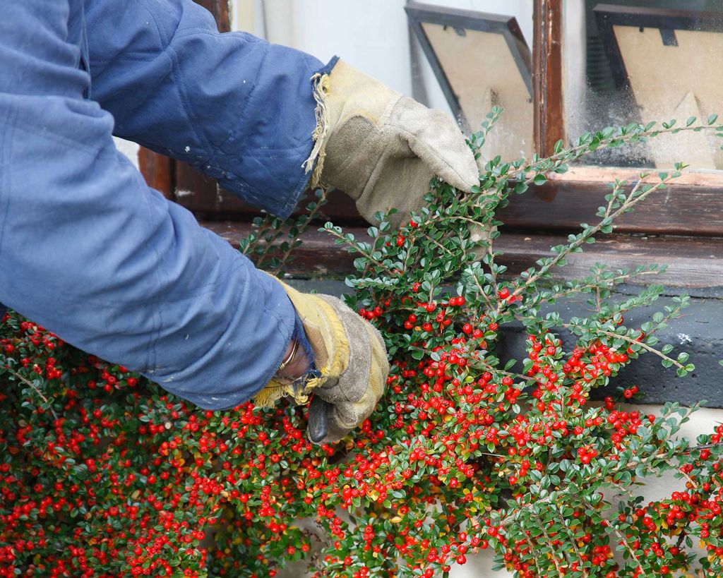 Cotoneaster Care And Growing Guide Expert Advice Homes And Gardens cotoneaster-care-and-growing-guide-expert-advice-homes-and-gardens