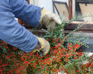 pruning cotoneaster