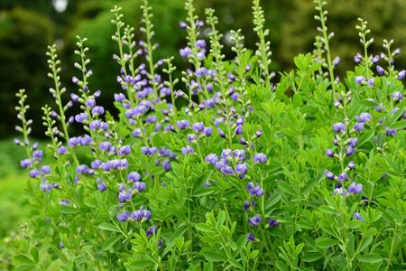 Purple Flowered Baptisia Plant