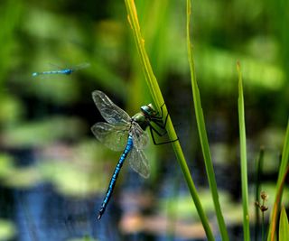 dragonflies and pond