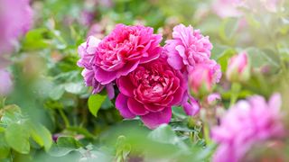 pink garden rose