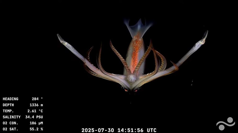 an image of a deep-sea creature