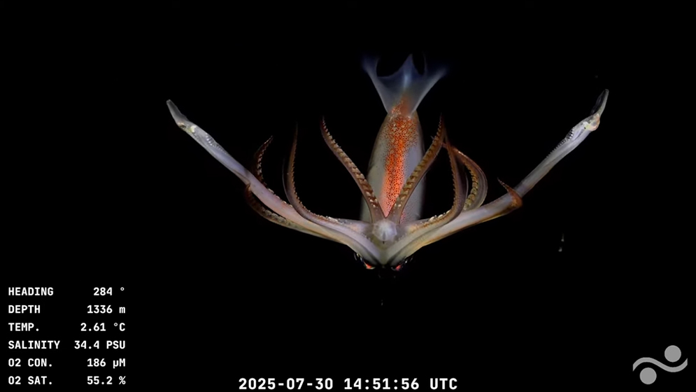 an image of a deep-sea creature