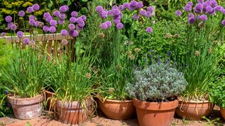 A collection of Terracotta plant pots with purple Allium flowers