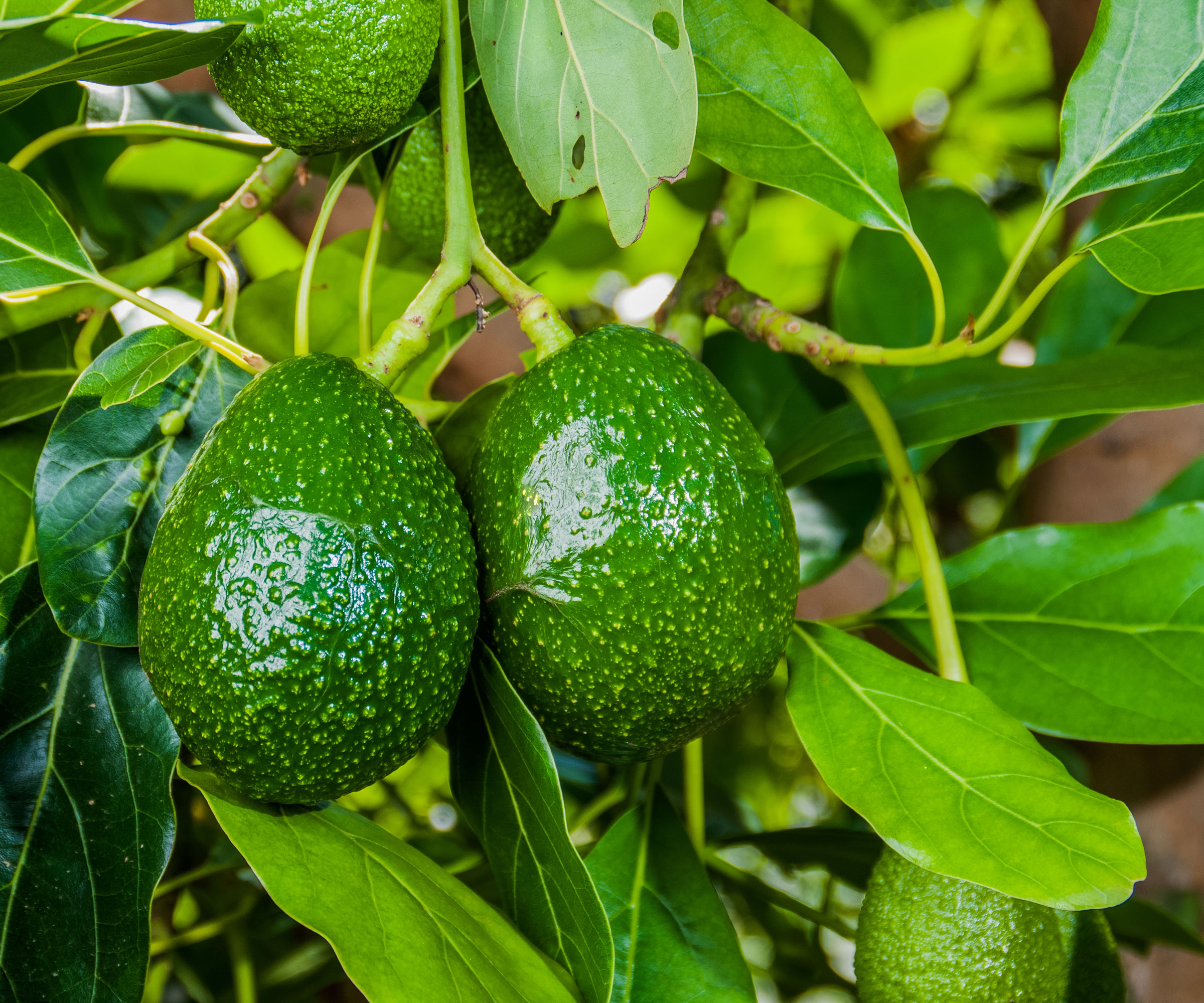 ripe fruits on avocado tree