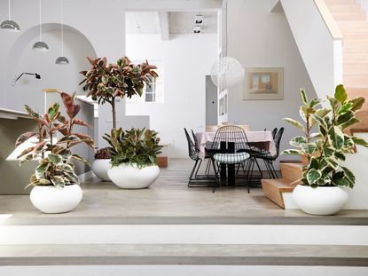 ficus rubber plants in a modern interior