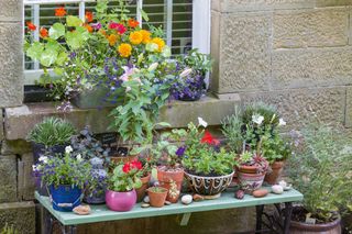 potted containers of plants and flowers by a window