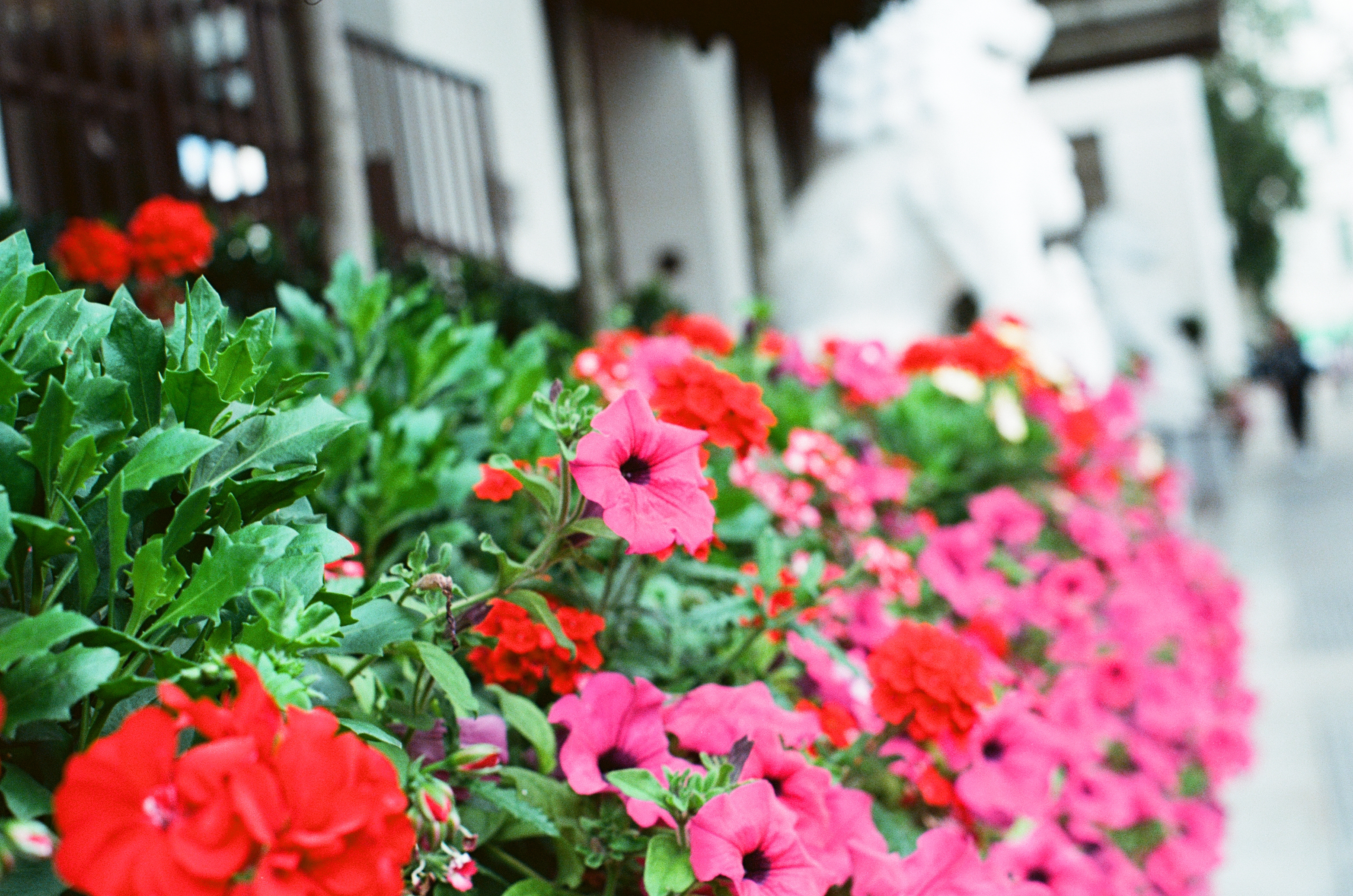 Sample image of Kodak Ektar 100 35mm film, showing vivid colors and ultra-fine grain
