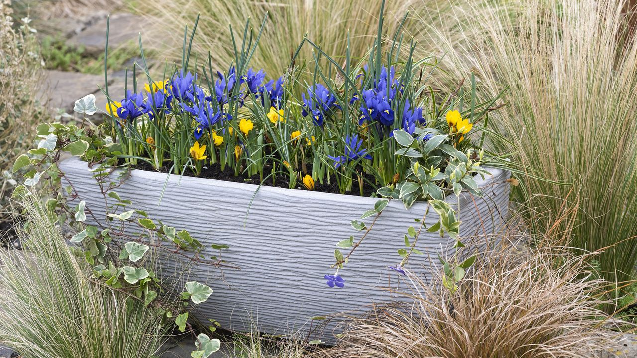  Spring Bulbs in Containers. Bulb Lasagne Trough