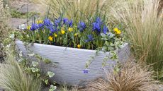  Spring Bulbs in Containers. Bulb Lasagne Trough