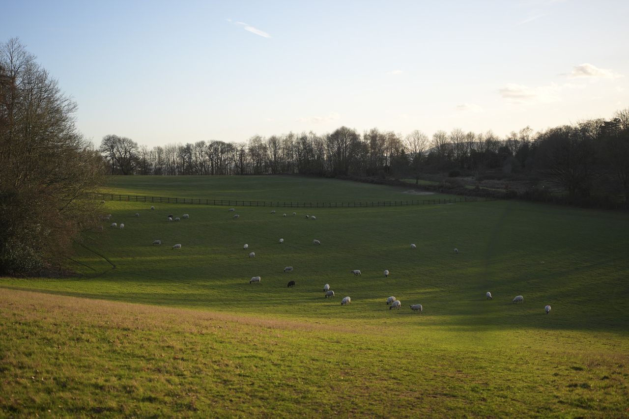 Landscape at dusk