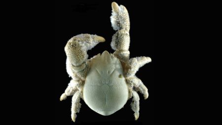 a hoff crab specimen on a black background