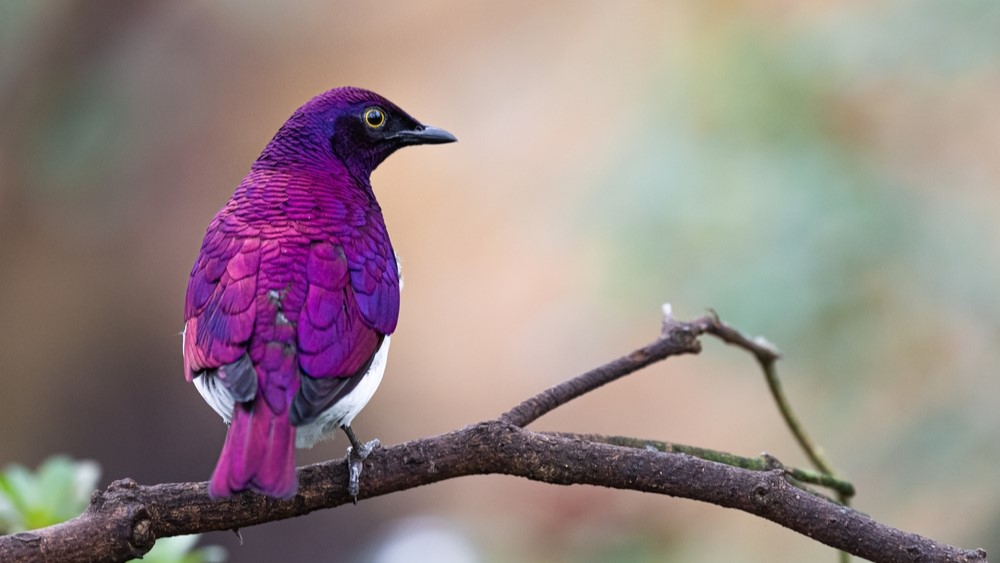 A violet-backed starling sitting with its back to the camera.