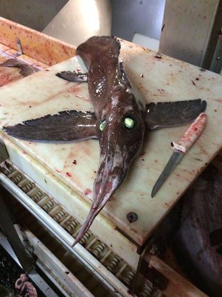 longnose chimaera