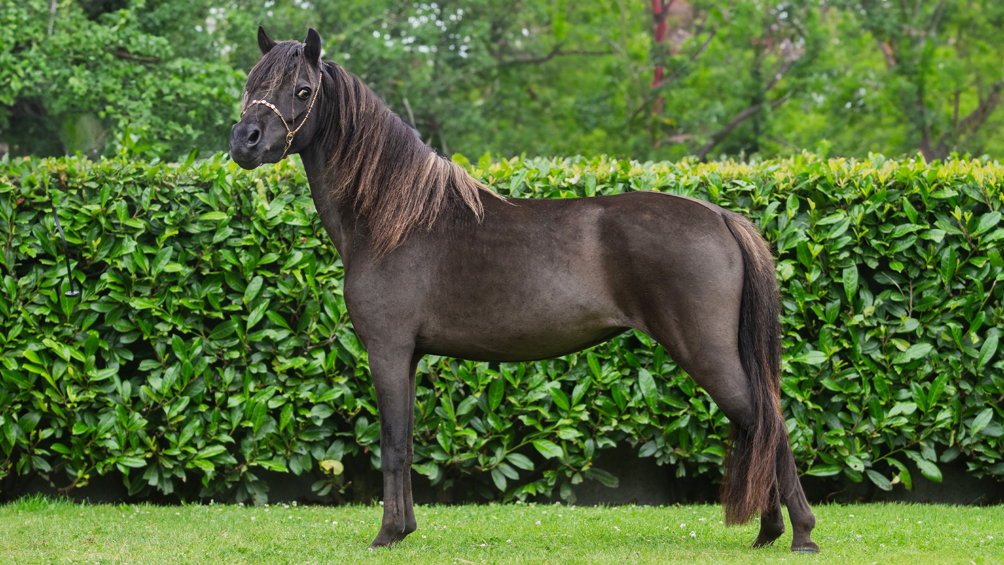 Dutch Miniature horse