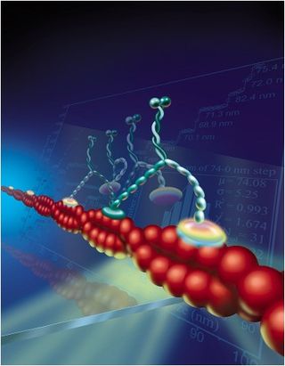 One technique for single-molecule imaging, called FIONA (fluorescence imaging with one-nanometer accuracy), allowed researchers to find out which model for myosin V movement was correct. Myosin is a motor, or movement, protein that carries cargo across cells using filaments made of actin. They found that myosin "walks" along actin in a hand-over-hand movement.