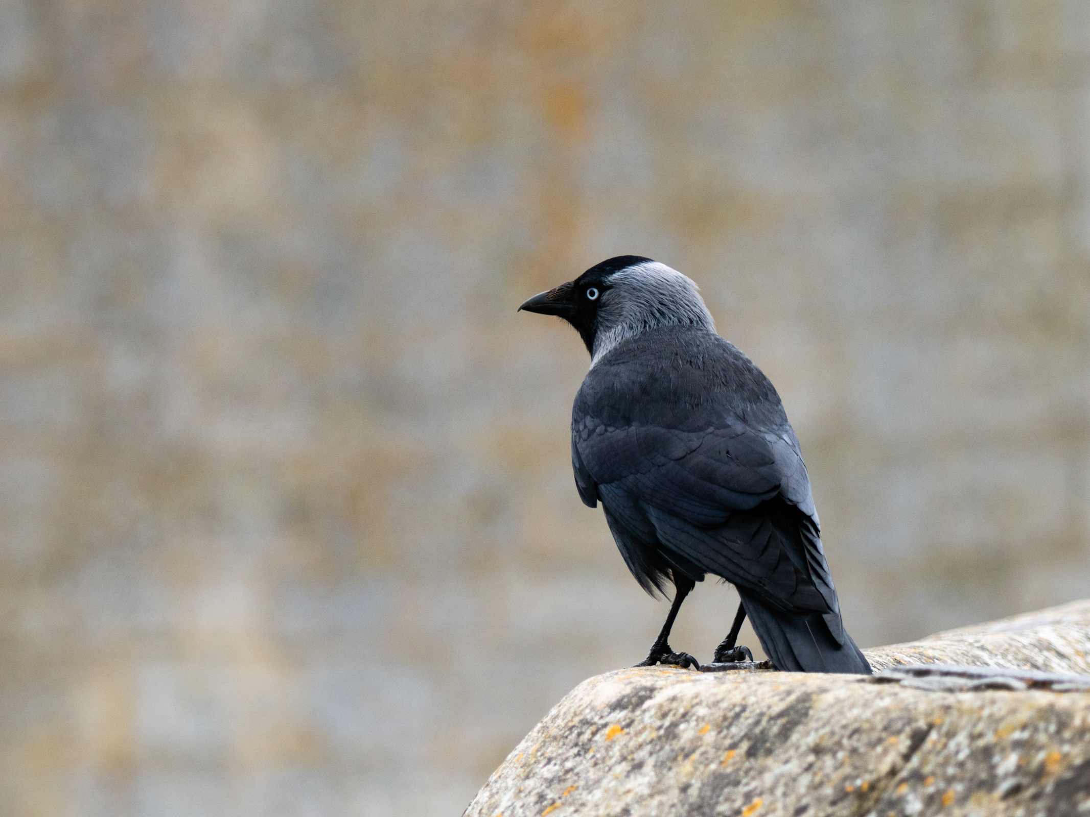 Photo of a jackdaw taken with the OM System M.Zuiko Digital 150-600mm F5.0-6.3 IS