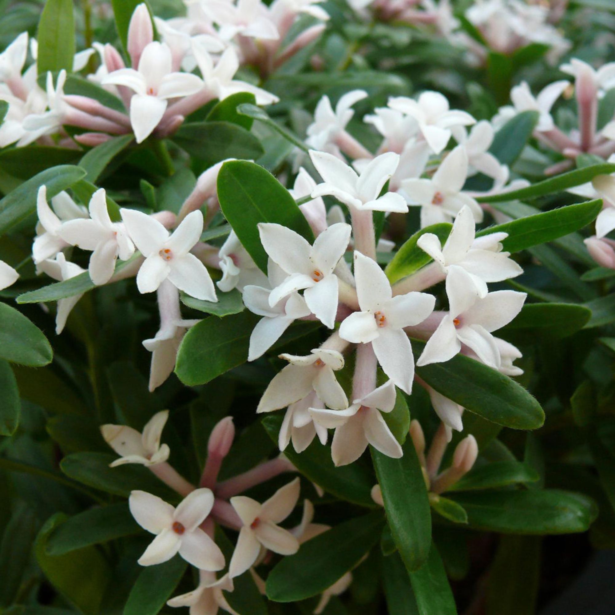 daphne fragrant shrub