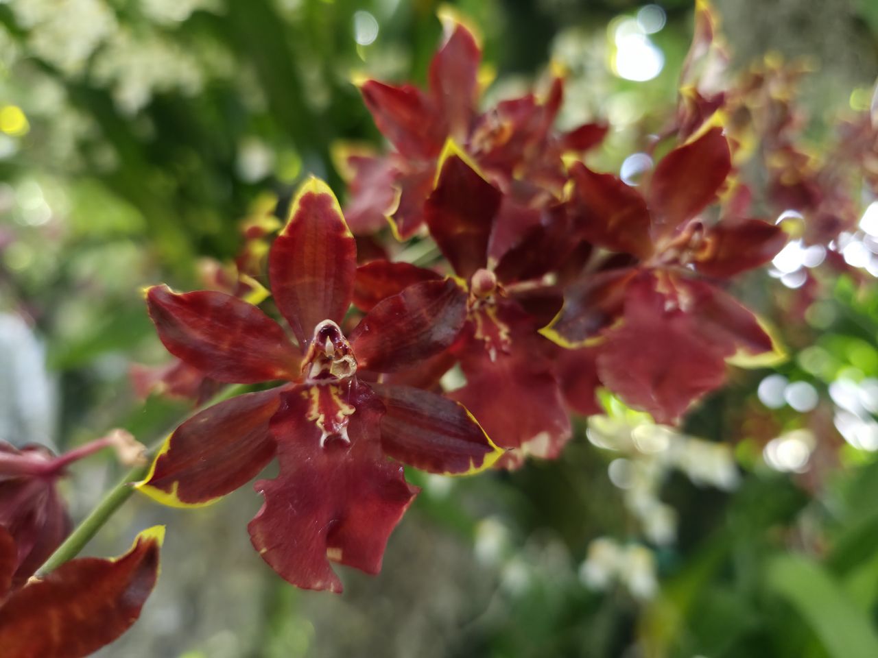 Orchids and flowers from the New York Botanical Garden