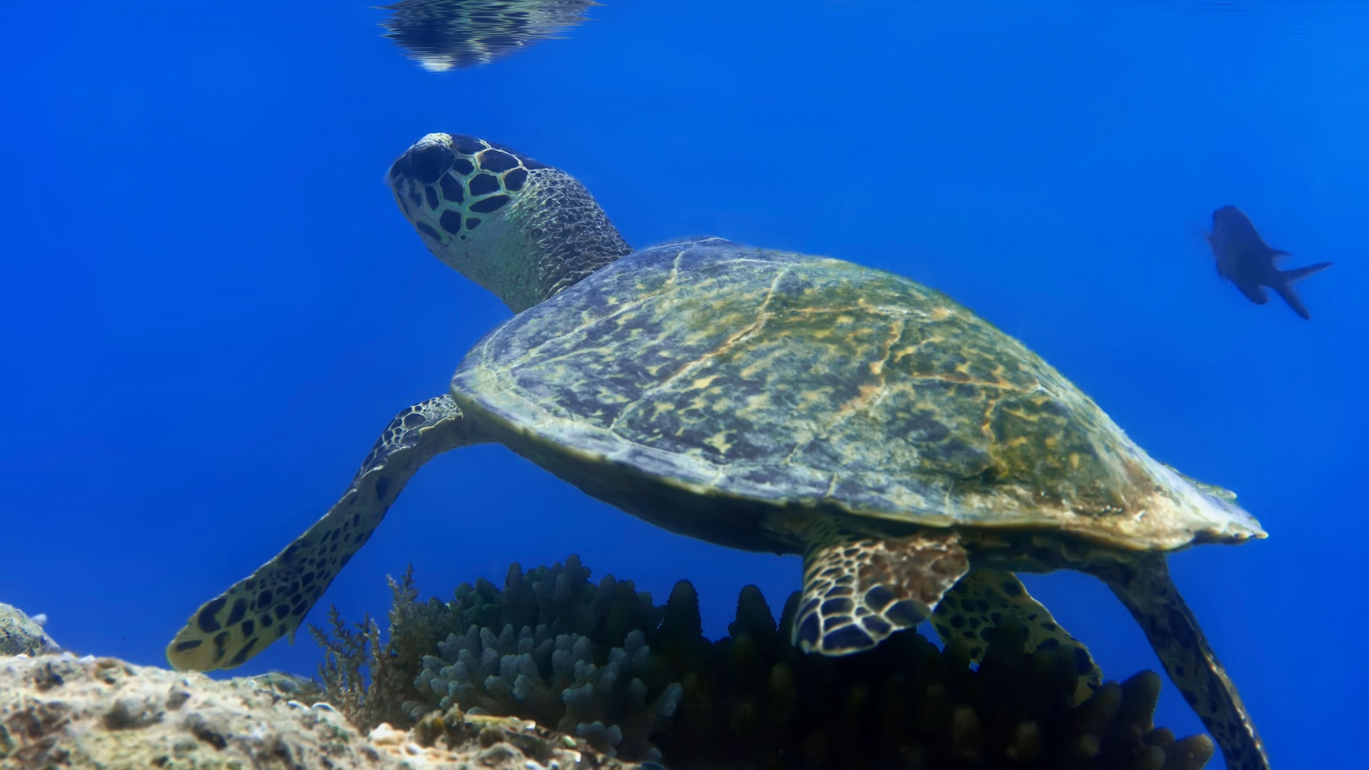 Turtle underwater