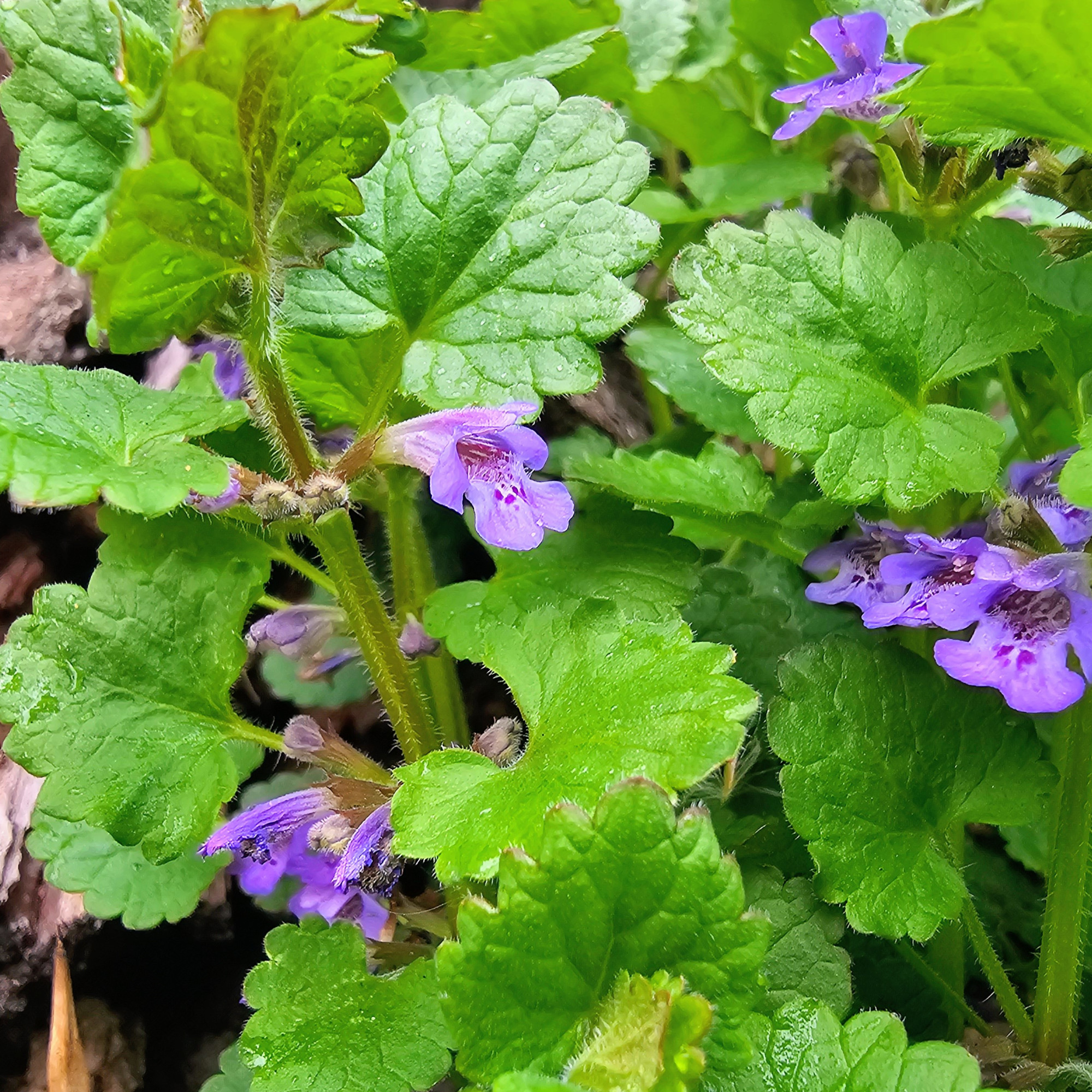 ground ivy with purple flowers - Nataliia Grytsenko - GettyImages-2272176120