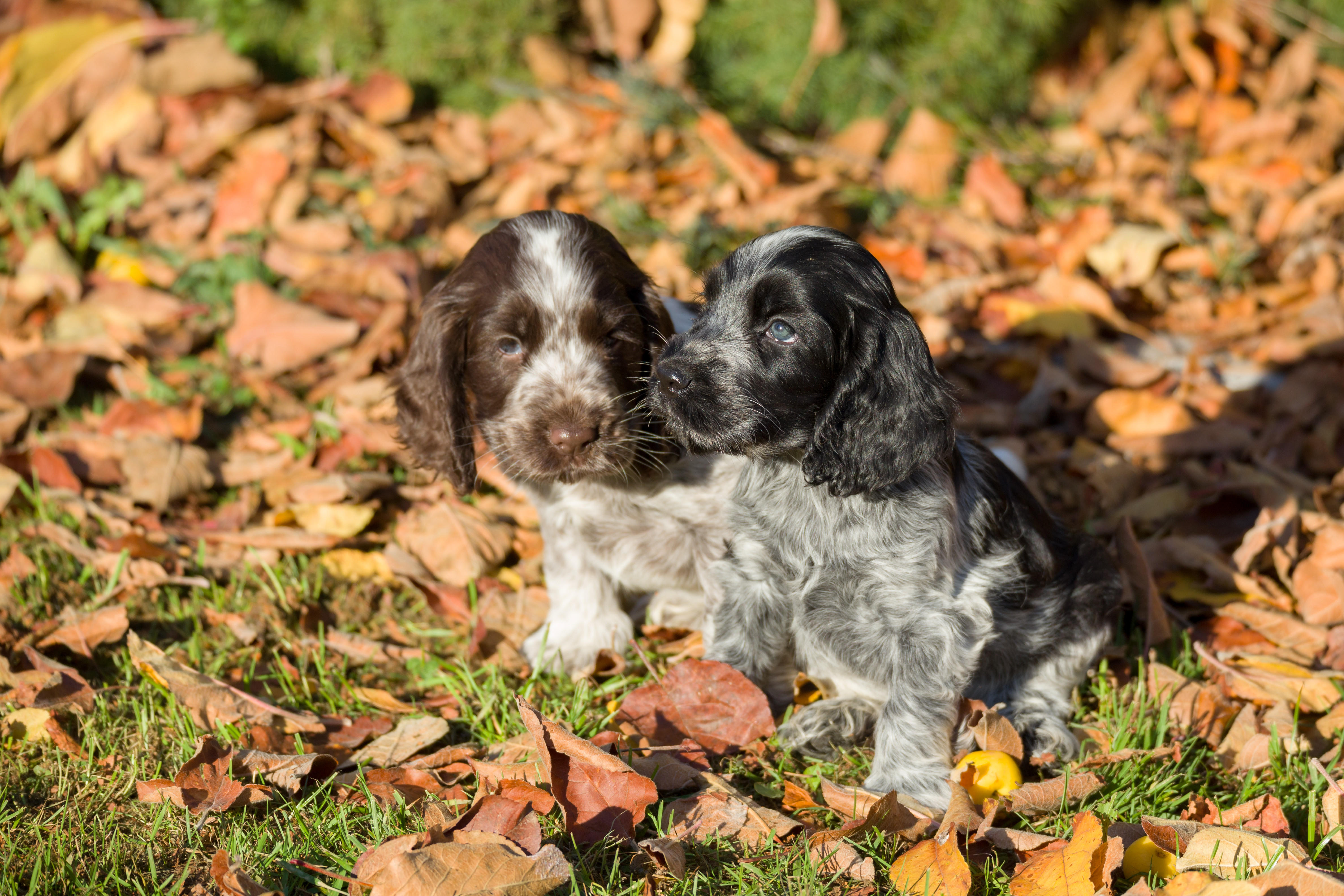 Two young Cocker spaniel puppies sitting among fallen autumn leaves, one brown-and-white, one blue roan.