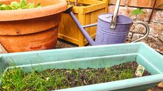 I dealt with a vegetable crop aphid infestation. Here is my backyard - a light blue rectangular planter with spring onion crops in it, with a large orange cermaic planter and a purple watering can behind it