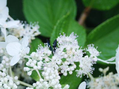 White Flowered Viburnum Shrub