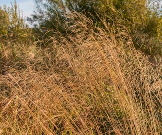 tufted hairgrass growing in backyard