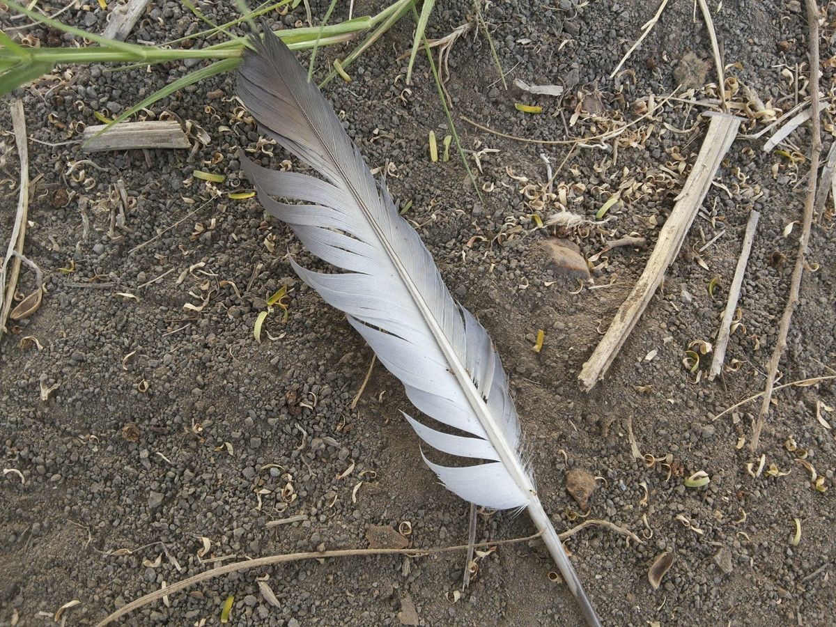 Bird Feathers In Compost - Tips For Adding Feathers To Compost ...