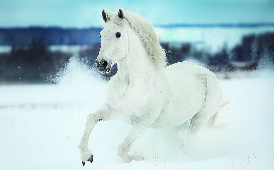 Blue Cross Christmas card with white horse galloping in the snow