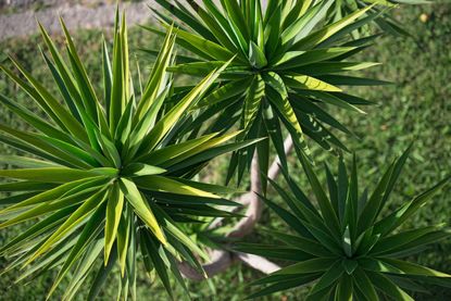 Green Yucca Plants