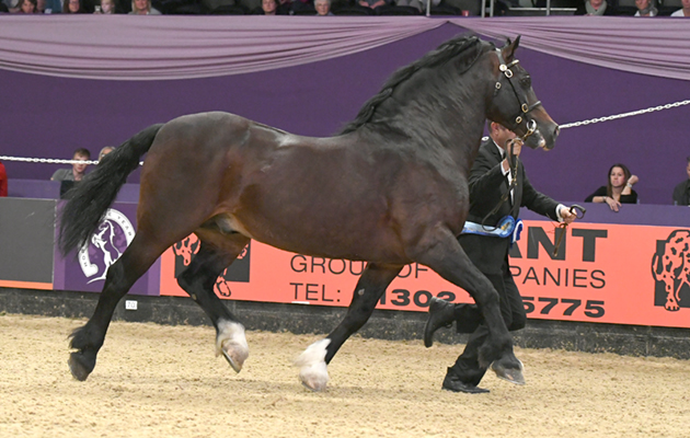 HOYS 05 10 2018