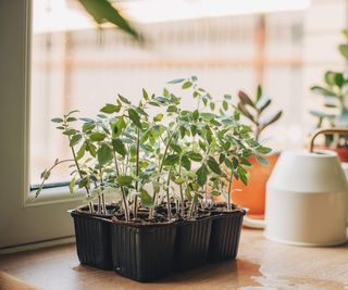 Tomato seedlings in a container in front of a window of the house