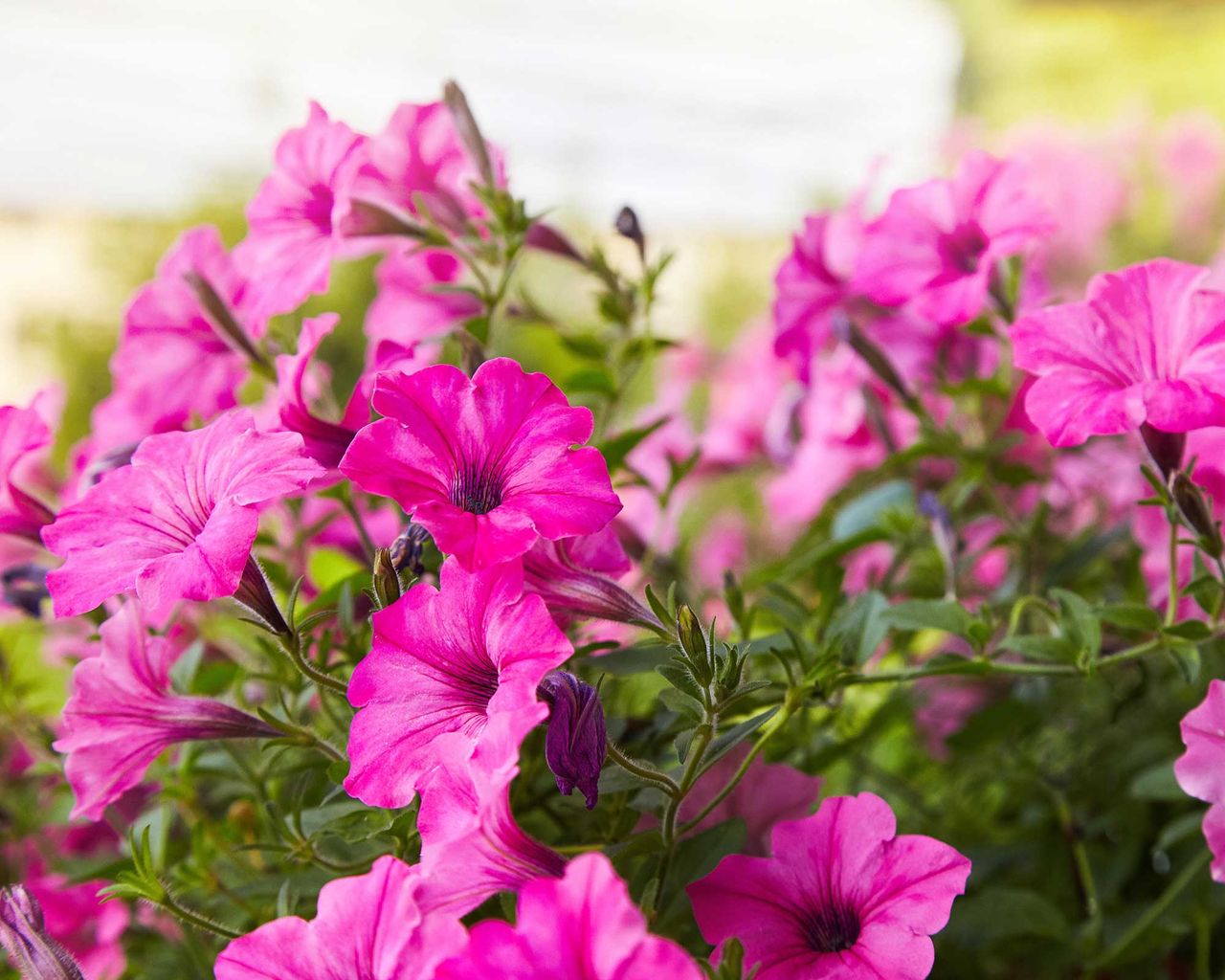 How to deadhead petunias neaten up your summer blooms Gardeningetc