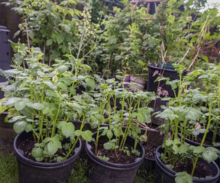 A collection of potato plants growing in buckets in a vegetable garden