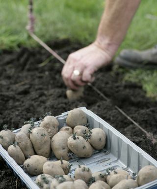 Chitted potatoes being planted by hand