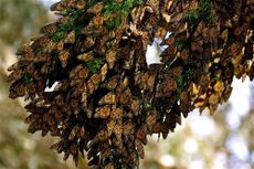 monarch butterfly migration