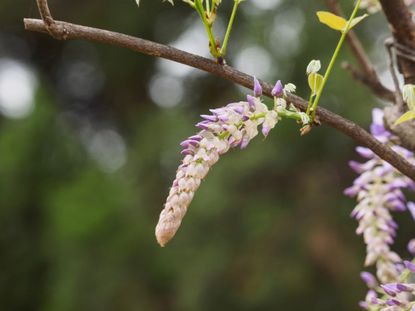 Non-Flowering Wisteria Blooms