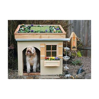 roof garden dog house