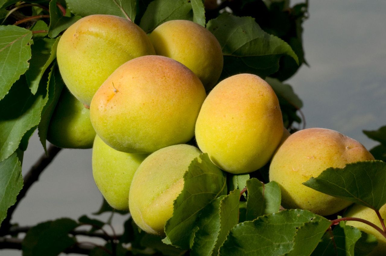 Tree Full Of Apricots