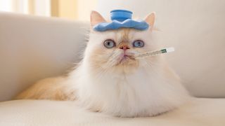Why is my cat coughing? Persian cat with thermometer in mouth