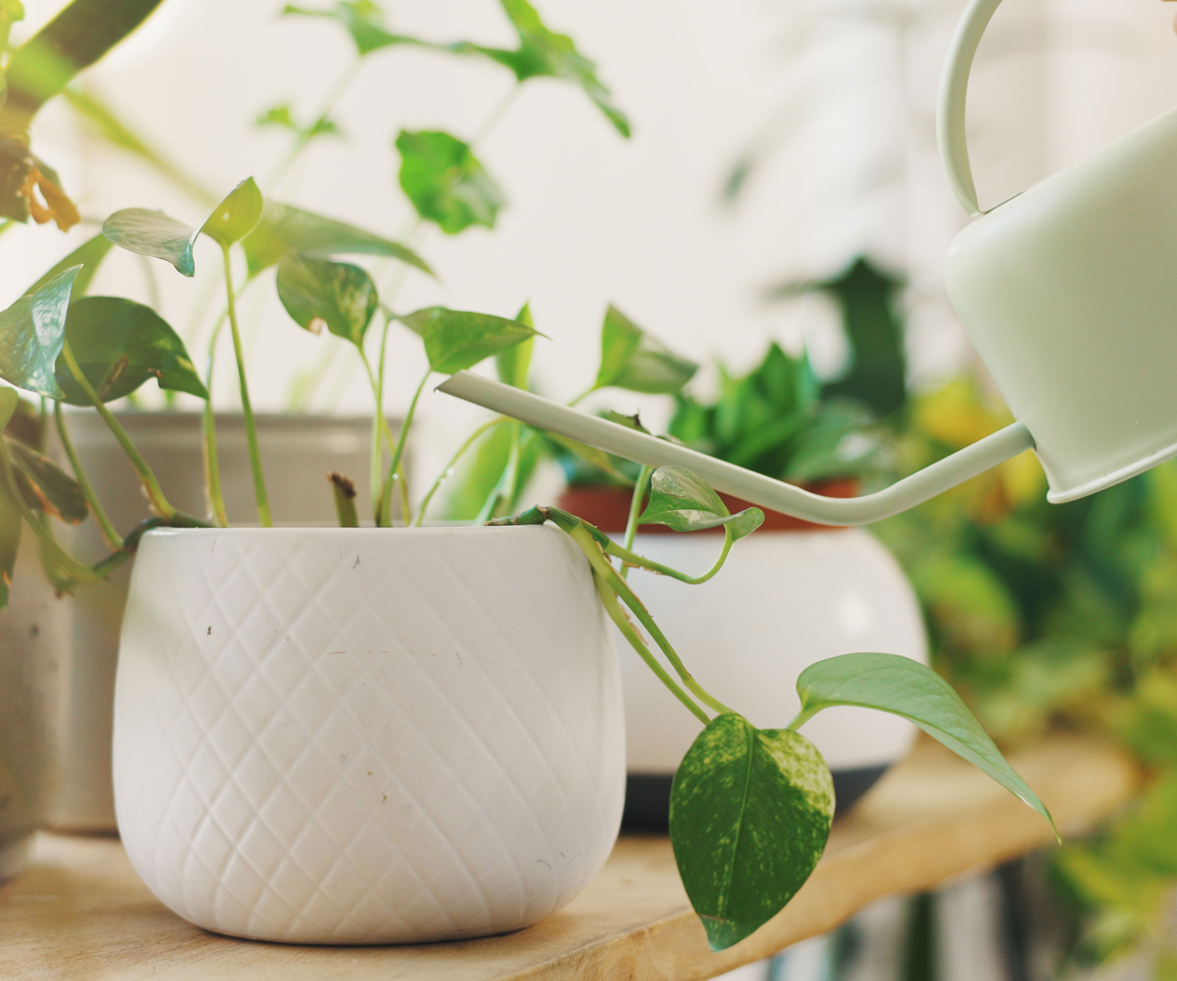 white watering can pouring water into pothos inside white container