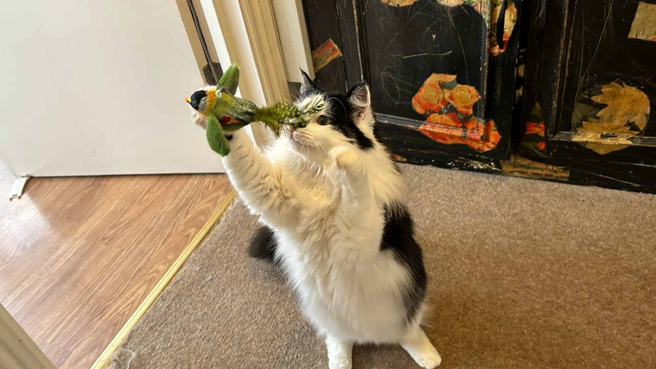 Megan's cat Tofu jumping up on back legs to catch the Motion Activated Bird Teaser Catnip Toy, one of the best catnip toy