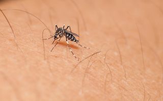 A mosquito from genus Aedes.