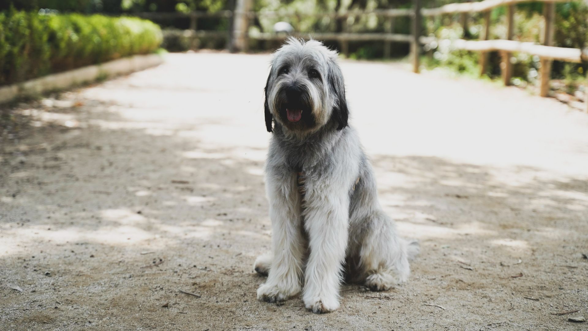 Polish Lowland Sheepdog sitting outside