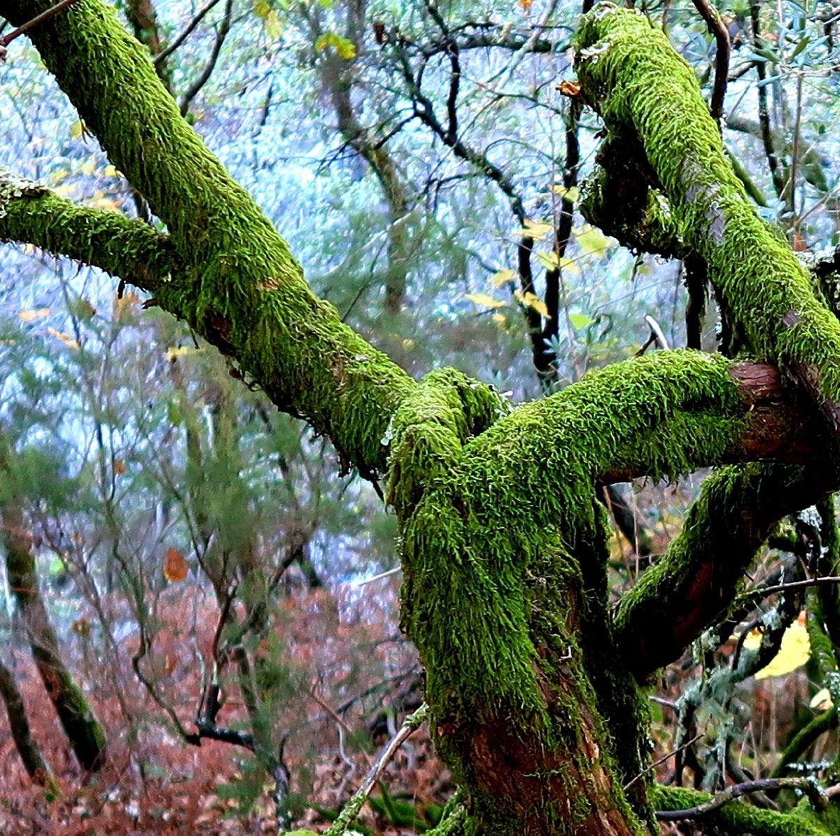 GuruShots - Nature March 2026